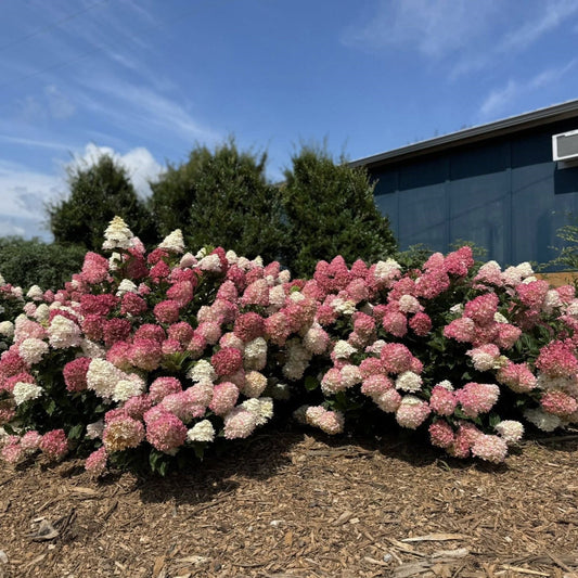 Hydrangea paniculata 'Spring Sizzle'  - First Editions® Spring Sizzle® Hydrangea