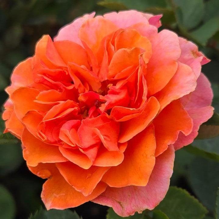 Rosa x 'Noa1112130'  - Showpiece™ Orange Rose