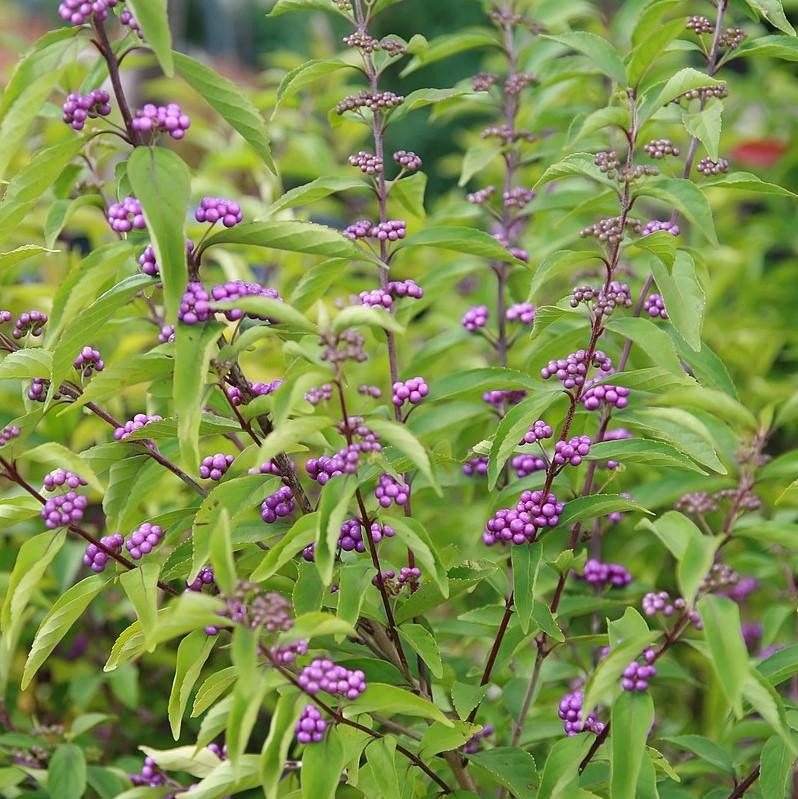 Early Amethyst Beautyberry
