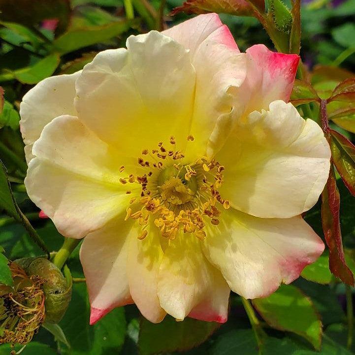 Rosa 'CA 29'  - Campfire Rose