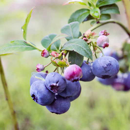 Bluecrop Highbush Blueberry