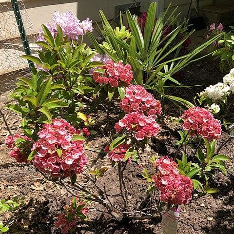 Raspberry Glow Mountain Laurel