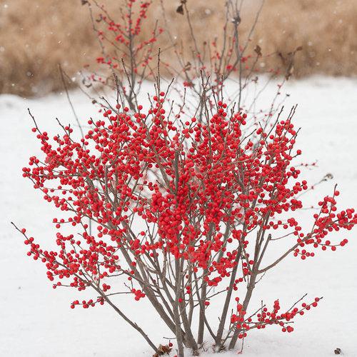 Berry Poppins® Winterberry