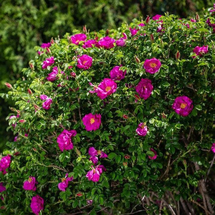 Rosa rugosa 'BOC rogosnif'  - Lotty's Love™ Rose