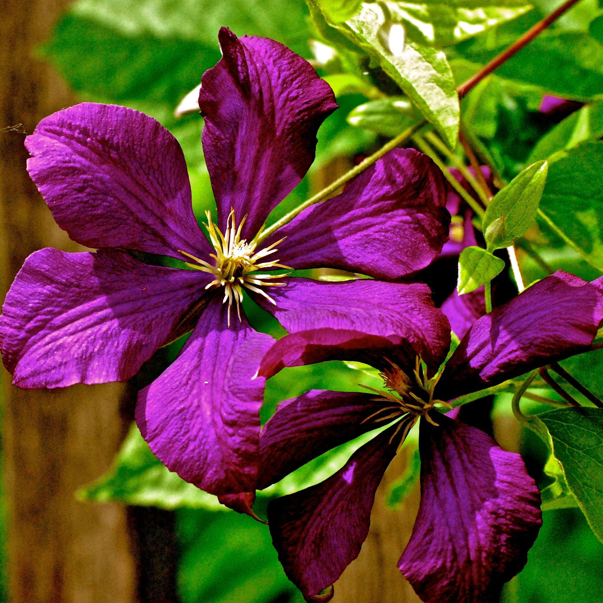 Clematis 'Jackmanii Superba'  - Jackmanii Superba Clematis