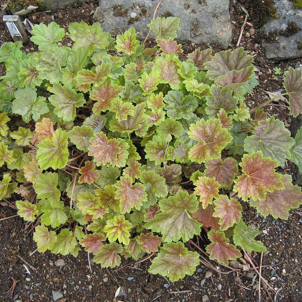 Heuchera americana  - Coral Bells
