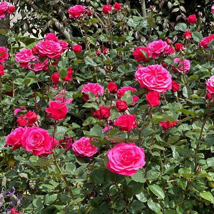 Rosa x 'Noa16079'  - Showpiece™ Lipstick Rose