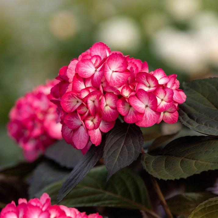 Eclipse® Hydrangea