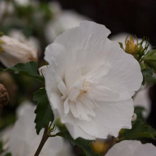 White Chiffon® Rose of Sharon