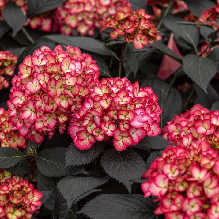 Eclipse® Hydrangea