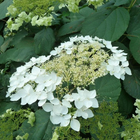 Haas' Halo Hydrangea