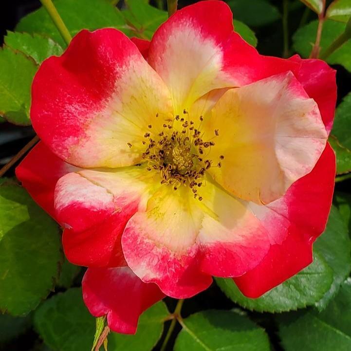 Rosa 'CA 29'  - Campfire Rose