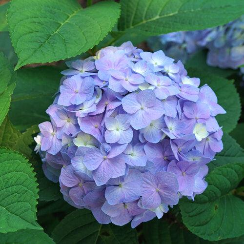 Let's Dance® Sky View® Hydrangea
