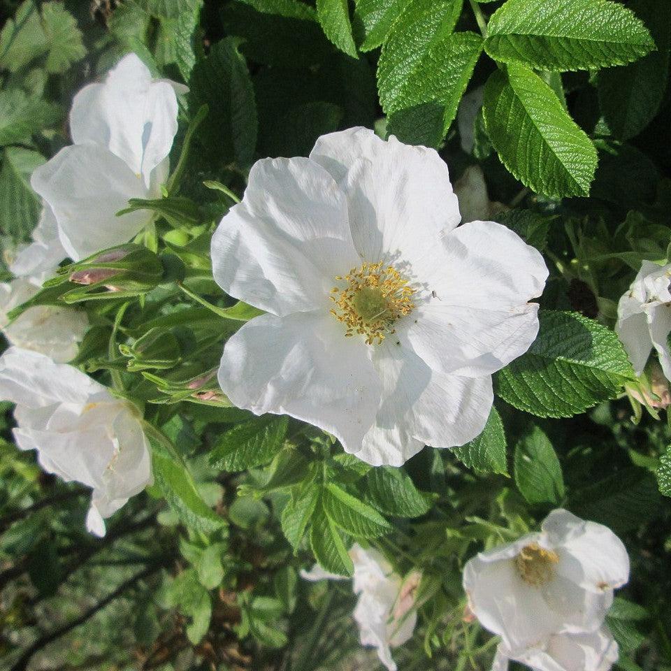 White Rugosa Rose