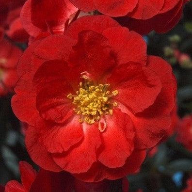 PW® Double Take™ Scarlet Flowering Quince