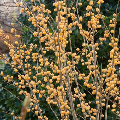 Berry Heavy® Gold Winterberry