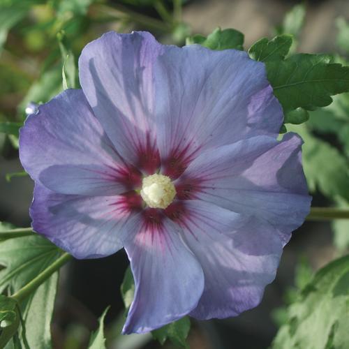 Azurri Blue Satin® Rose of Sharon
