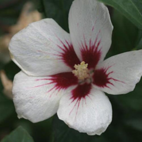 Lil' Kim® Hibiscus