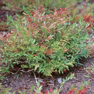 Vaccinium angustifolium 'Burgundy'  - Burgundy Lowbush Blueberry
