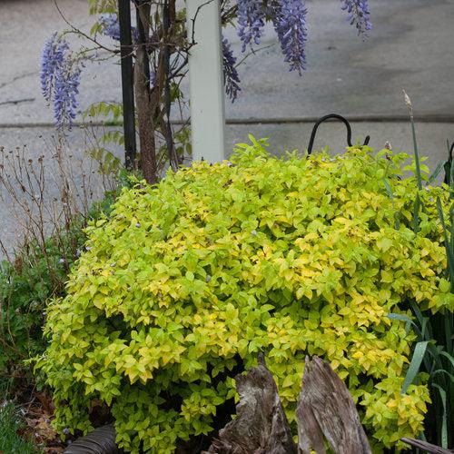 Double Play® Gold Spirea