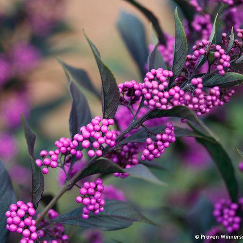 Pearl Glam® Beautyberry