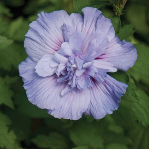 Blue Chiffon® Hibiscus