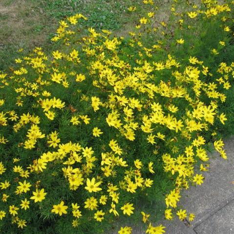 Zagreb Threadleaf Tickseed