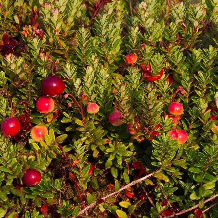 Vaccinium macrocarpon 'Pilgrim'  -  Pilgrim Cranberry