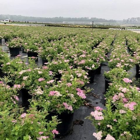 Little Princess Spirea