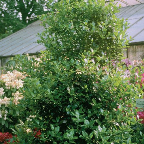 Castle Spire® Blue Holly