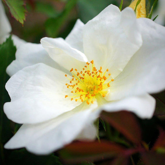 White Knock Out® Rose