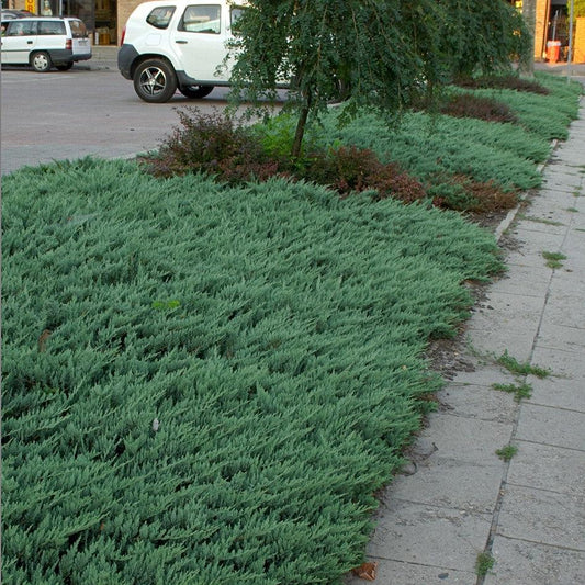 Blue Chip Juniper