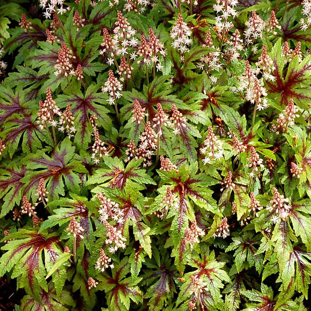 Tiarella 'Sugar and Spice'  - Sugar and Spice Foamflower