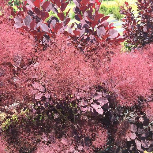 Winecraft Black® Smokebush