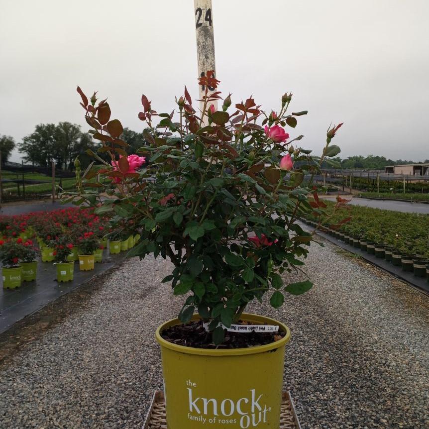 Double Pink Knock Out® Rose