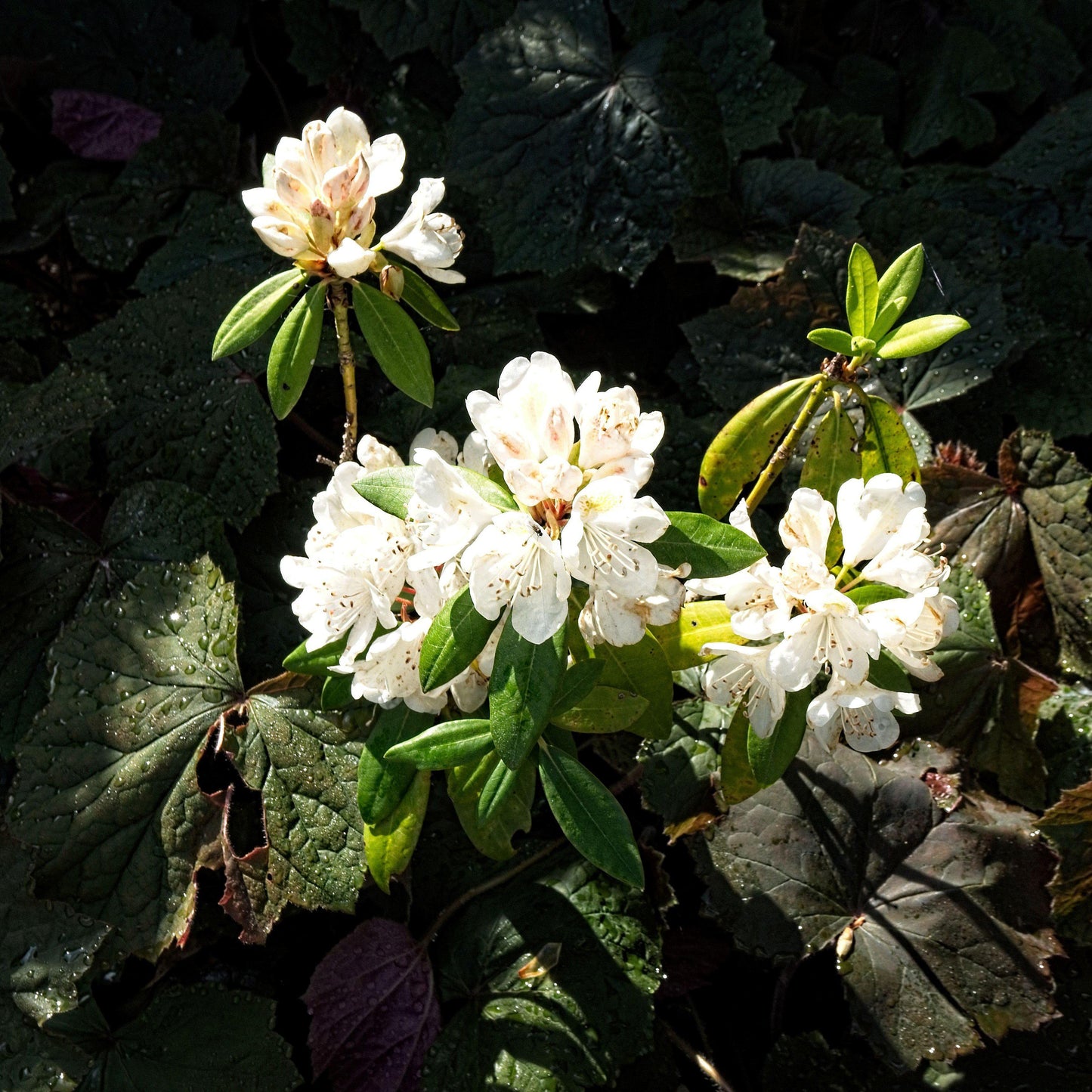 Chionoides Rhododendron