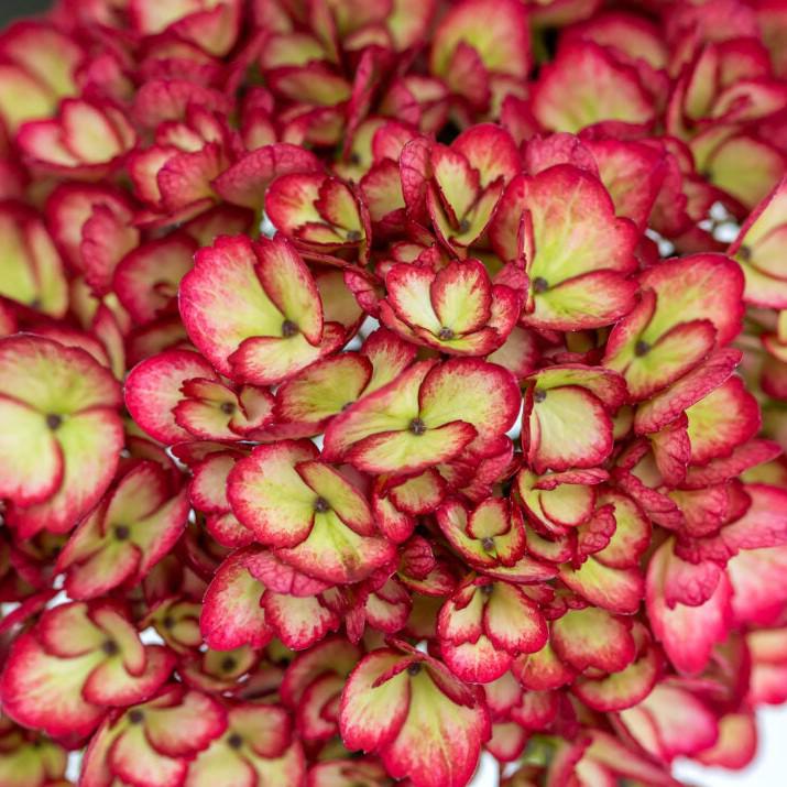 Eclipse® Hydrangea