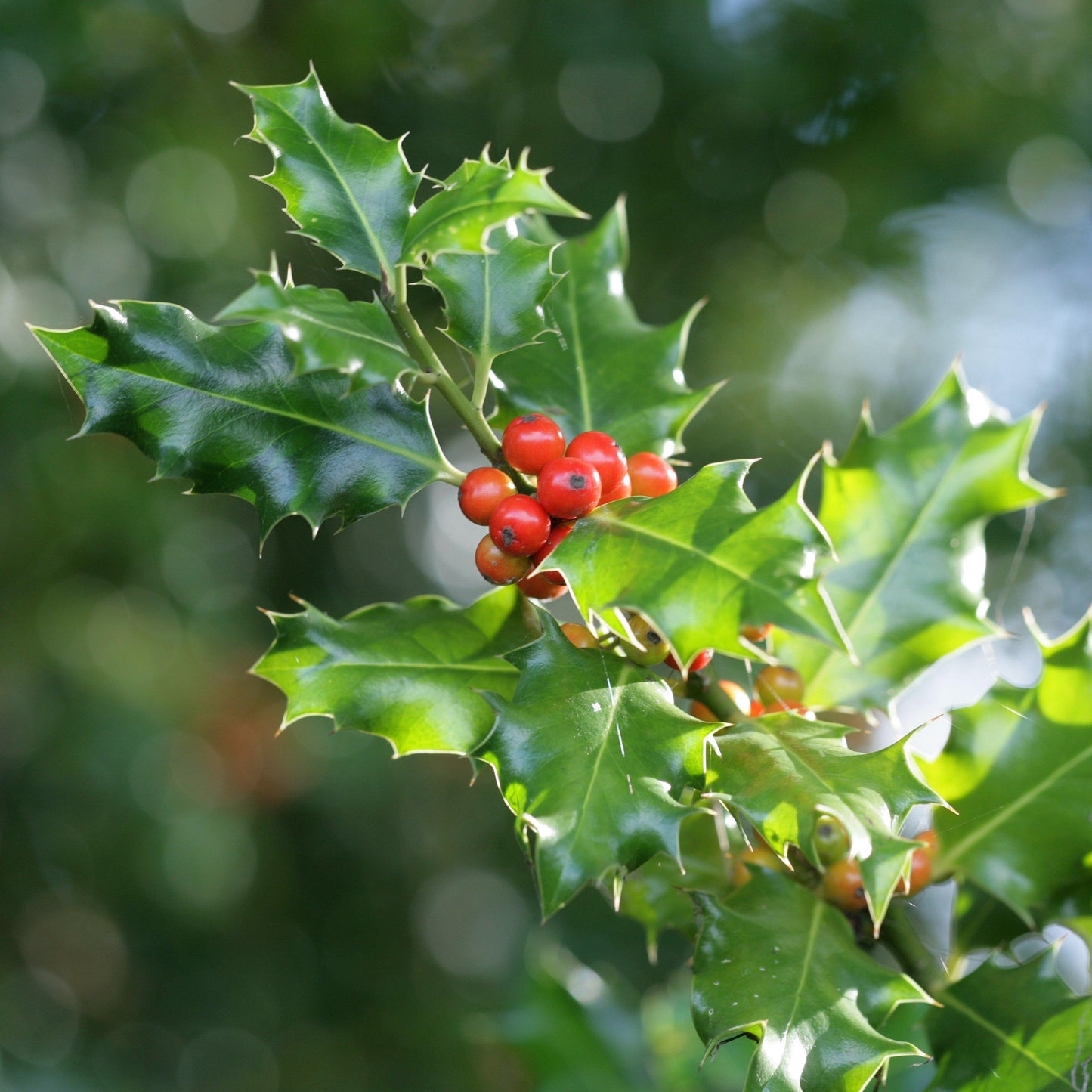China Girl® Holly