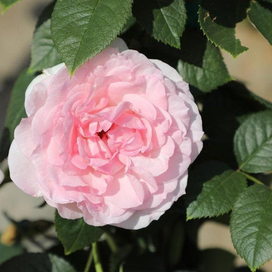 Rosa 'True Devotion'  - True Bloom™ True Devotion Rose