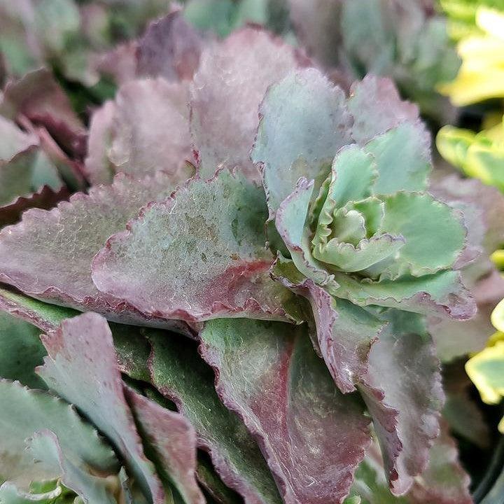 Sedum x 'Night Light'  - Night Light Stonecrop