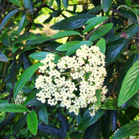 Prague Viburnum