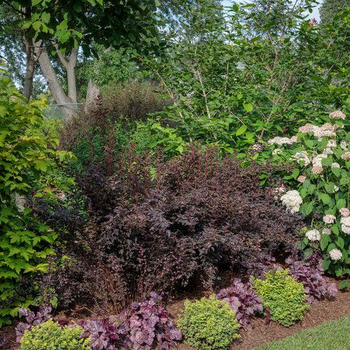 Glow Girl® Birchleaf Spirea