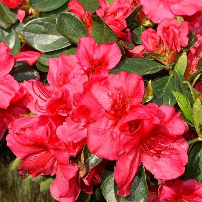 Girard's Crimson Azalea