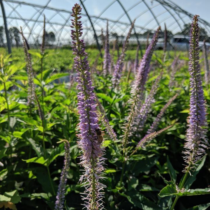 Veronicastrum virginicum 'Red Arrow'  - Red Arrow Culver's Root