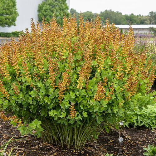 Baptisia 'Cherries Jubilee'  - Decadence® Cherries Jubilee Baptisia