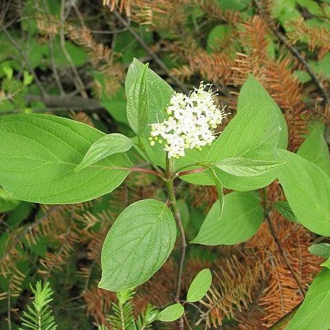 Cardinal Dogwood
