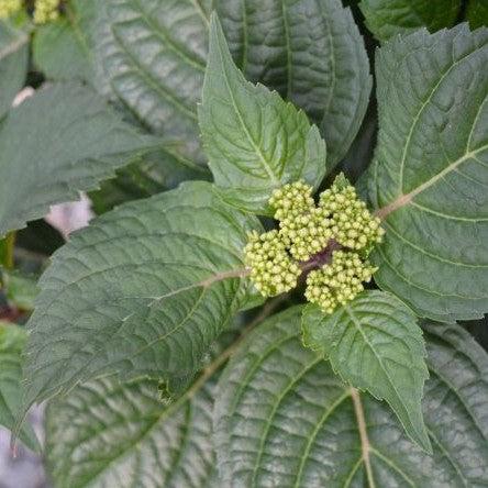 Endless Summer® Pop Star® Hydrangea