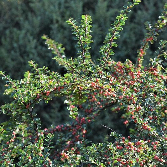 Cranberry Cotoneaster