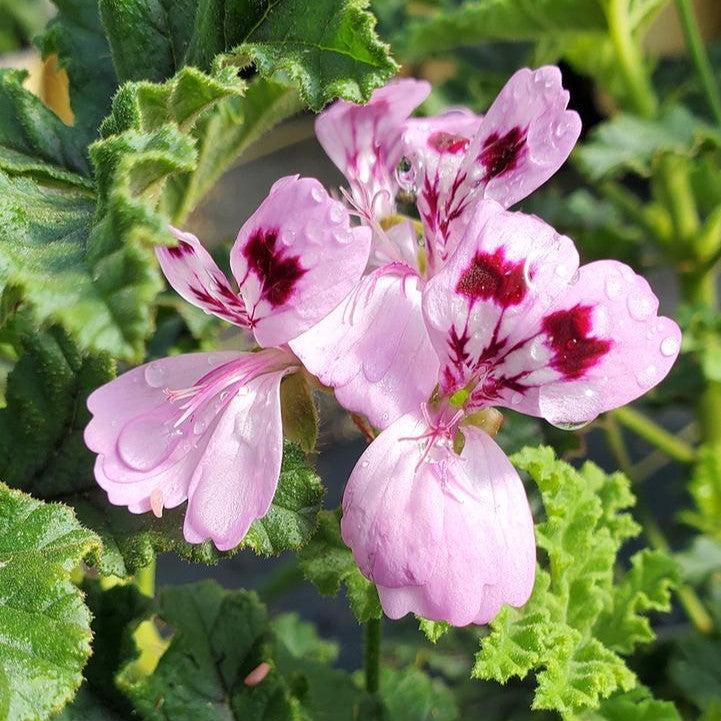 Pelargonium quercifolium - Oakleaf Geranium – Sam Bridge at Home