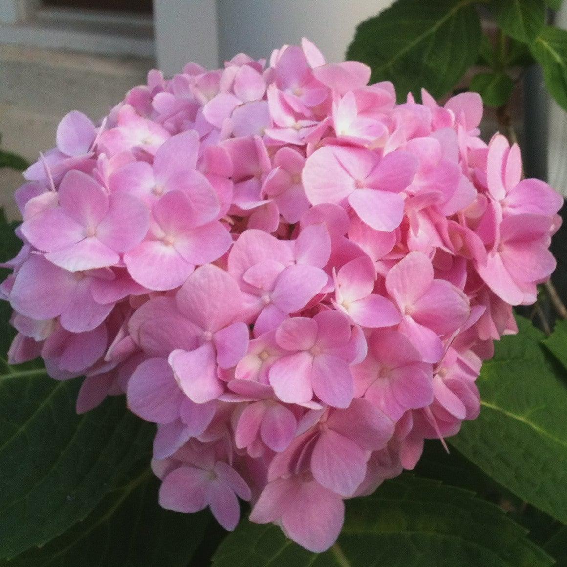 Endless Summer® The Original Hydrangea